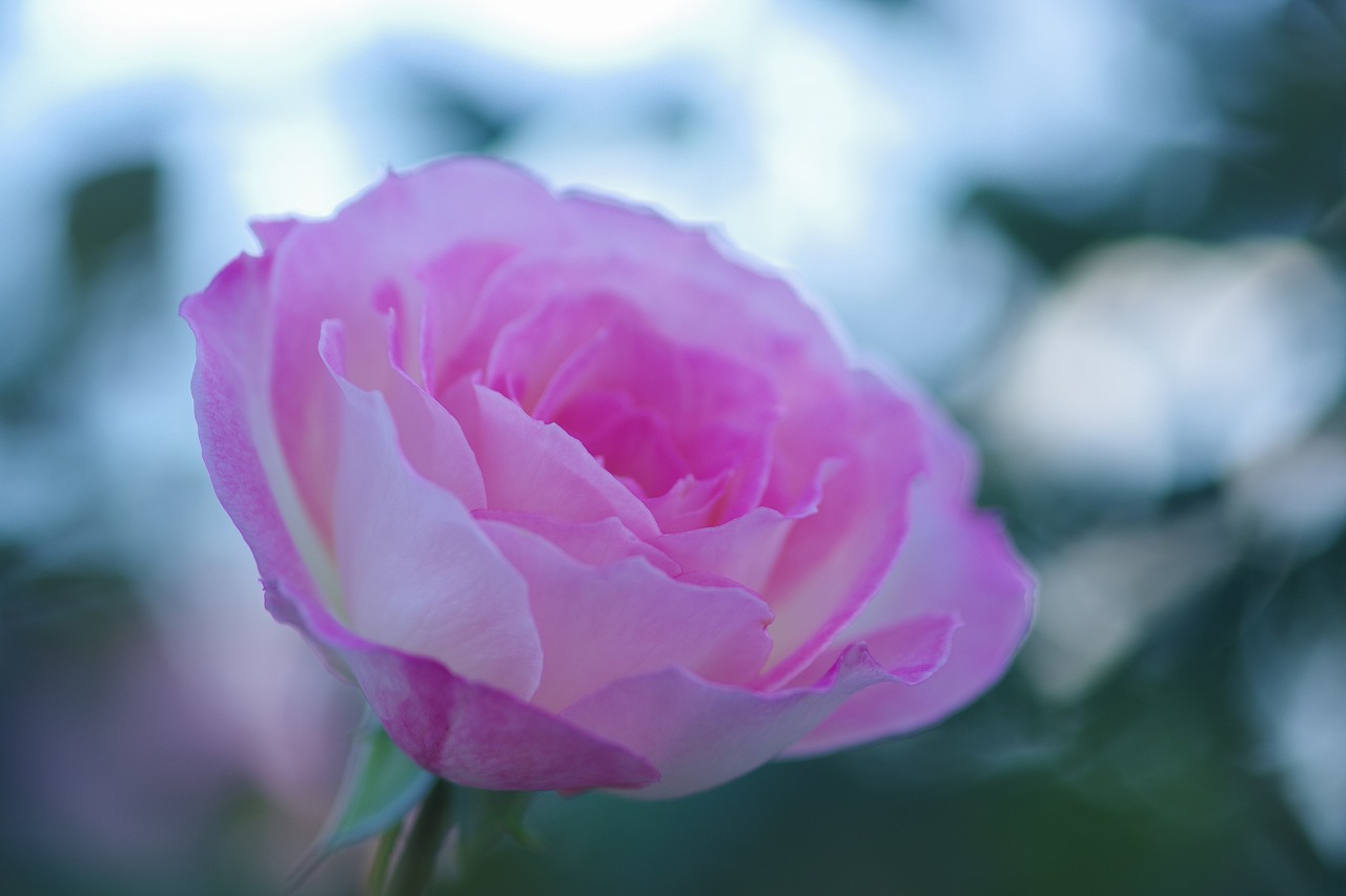 群馬県前橋市の敷島公園のバラ園