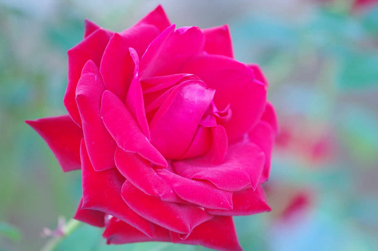 群馬県前橋市の敷島公園のバラ園