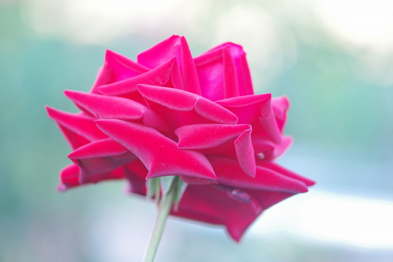 群馬県前橋市の敷島公園のバラ園