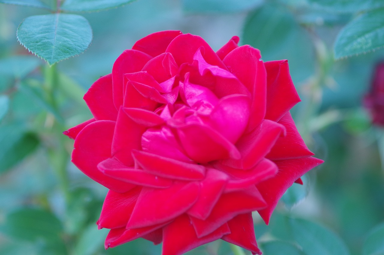 群馬県前橋市の敷島公園のバラ園