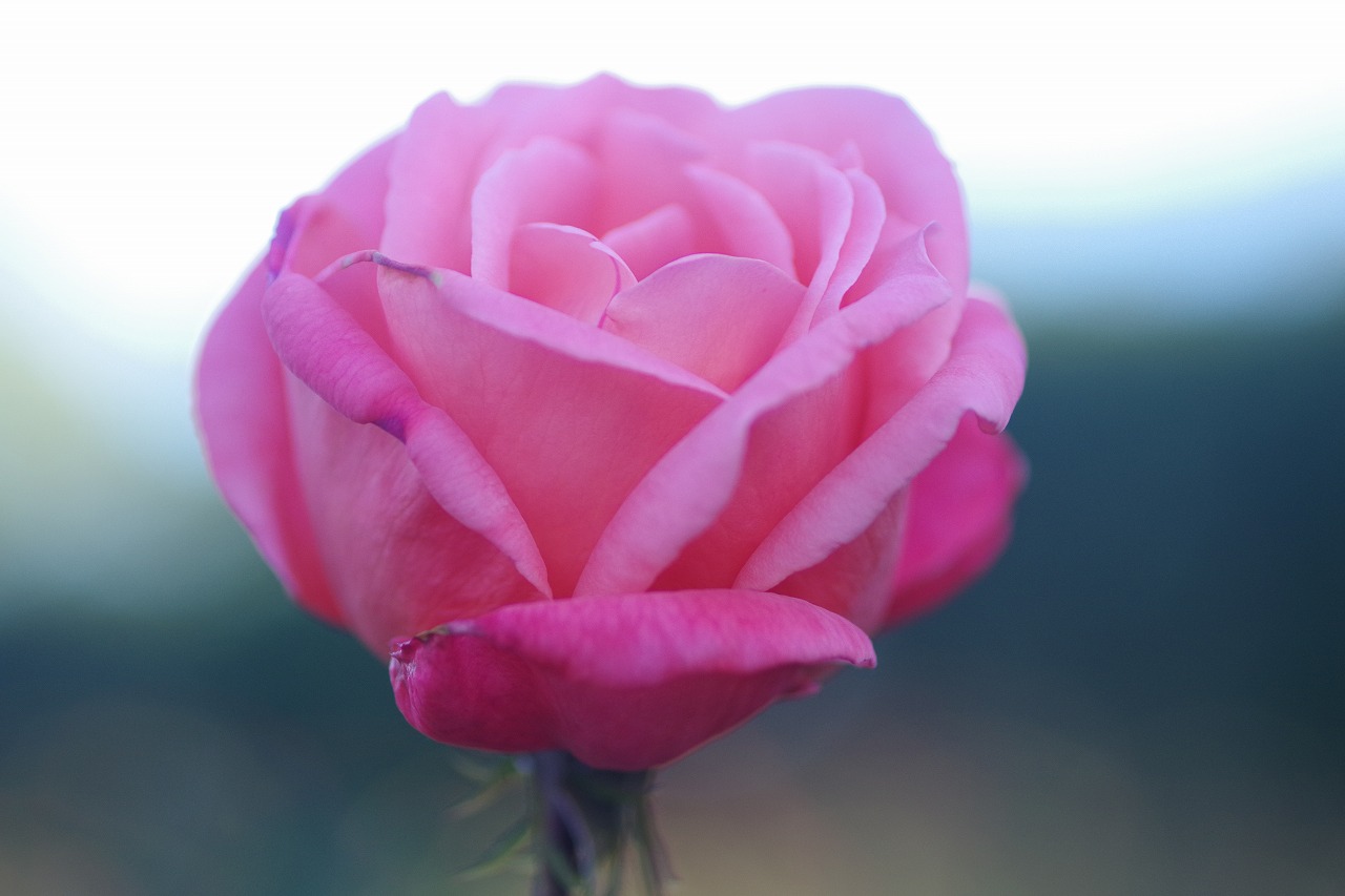 群馬県前橋市の敷島公園のバラ園