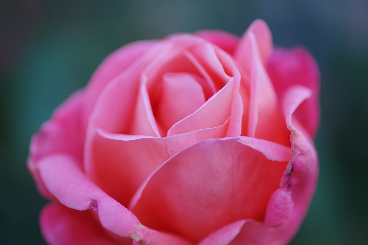 群馬県前橋市の敷島公園のバラ園
