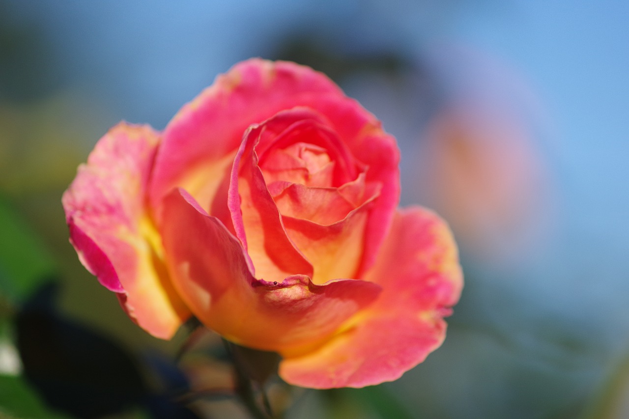 群馬県前橋市の敷島公園のバラ園