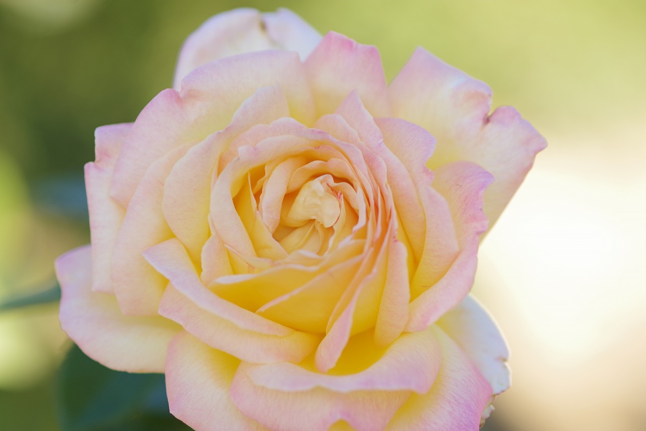 群馬県前橋市の敷島公園のバラ園