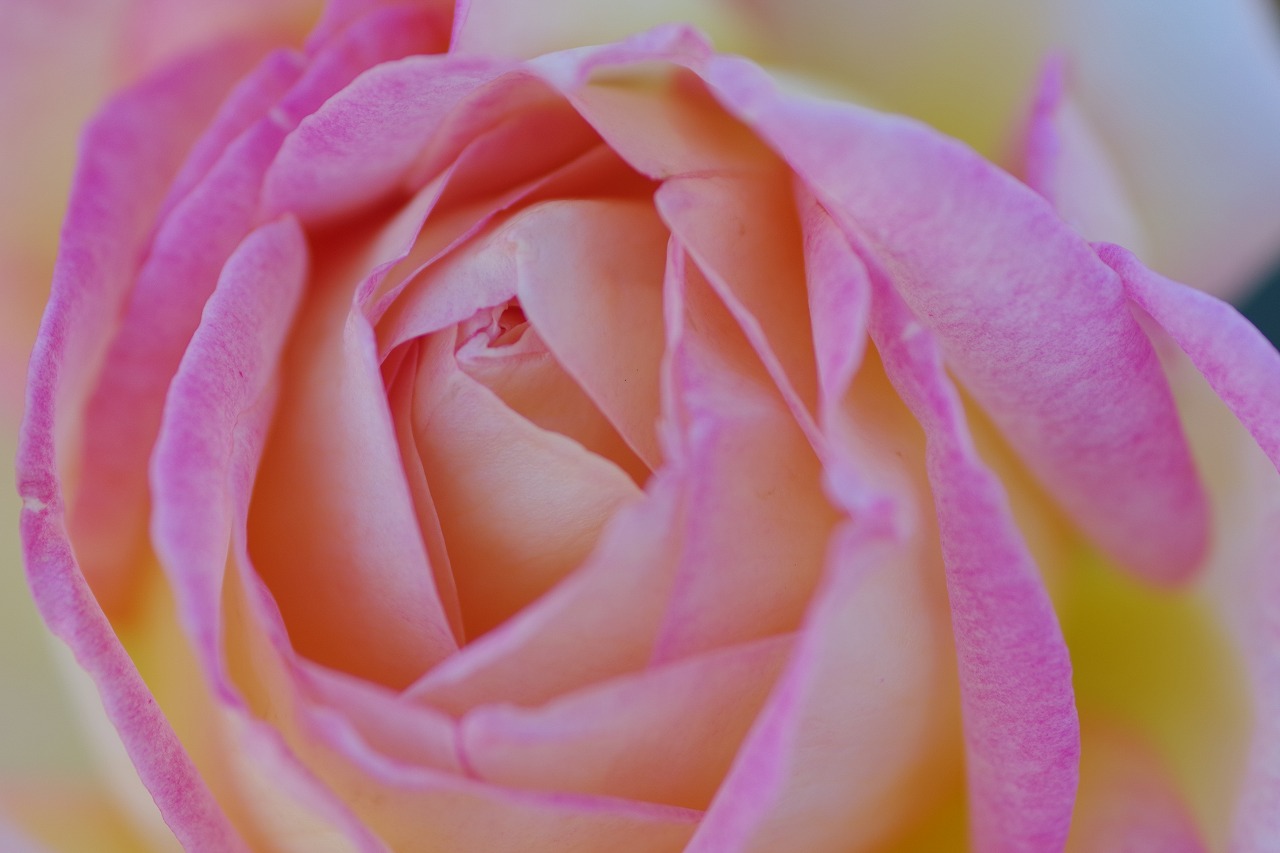 群馬県前橋市の敷島公園のバラ園