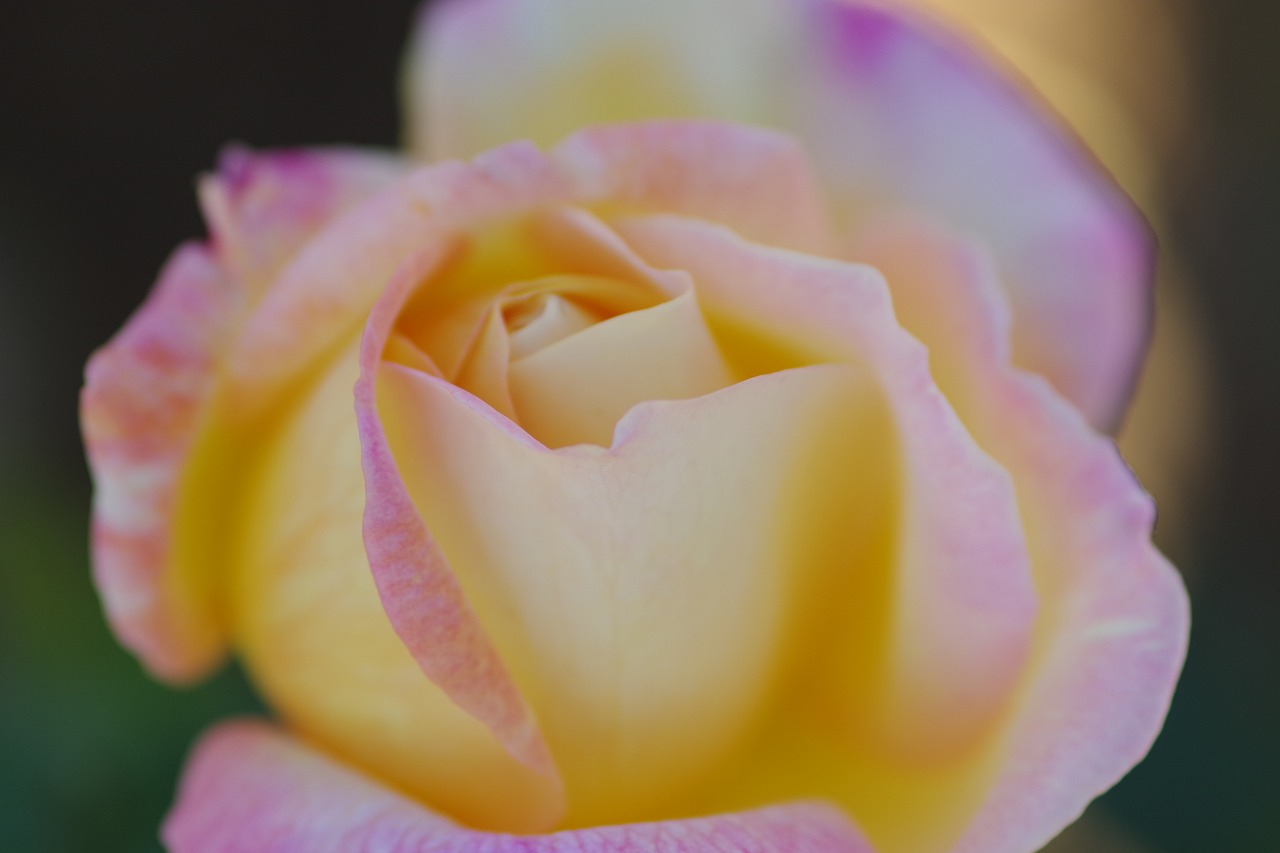 群馬県前橋市の敷島公園のバラ園