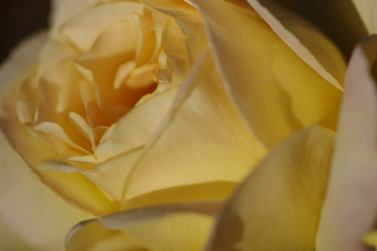 群馬県前橋市の敷島公園のバラ園