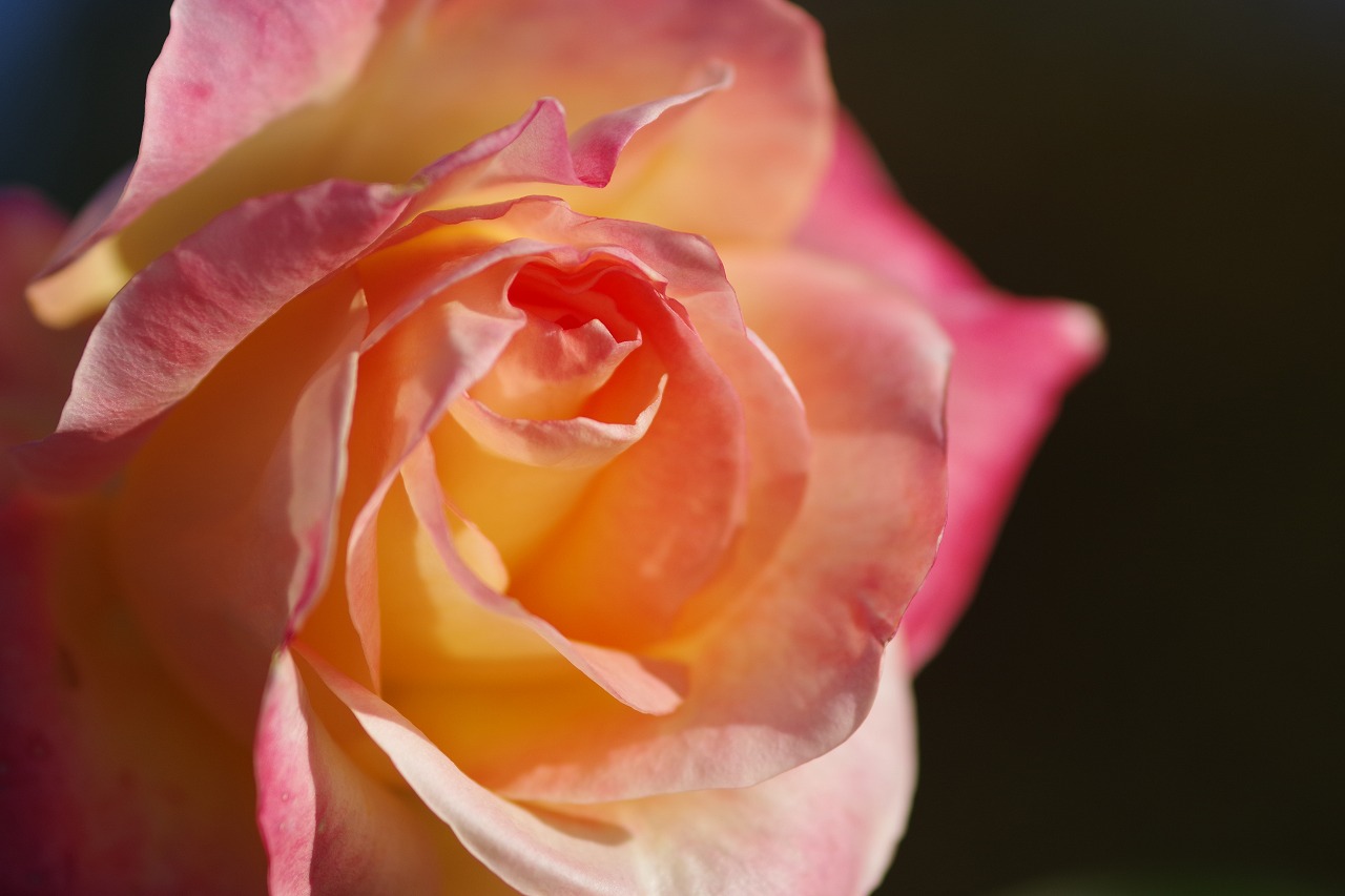 群馬県前橋市の敷島公園のバラ園