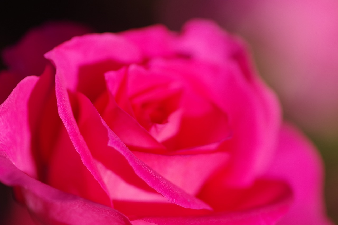 群馬県前橋市の敷島公園のバラ園