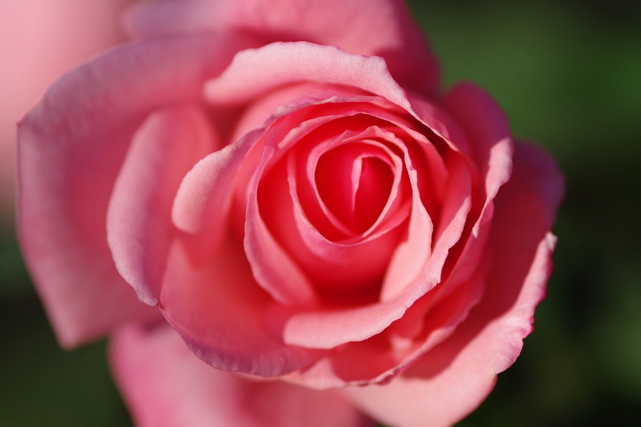 群馬県前橋市の敷島公園のバラ園