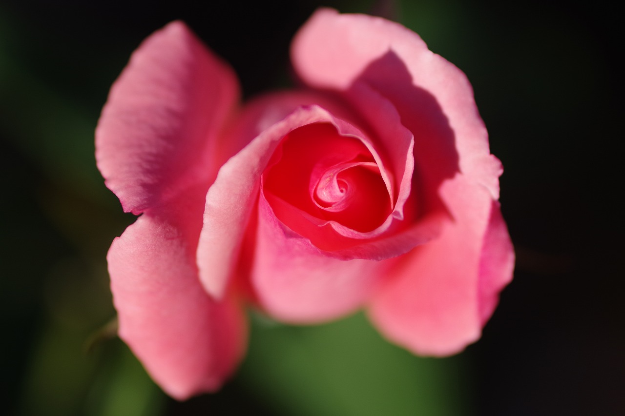 群馬県前橋市の敷島公園のバラ園
