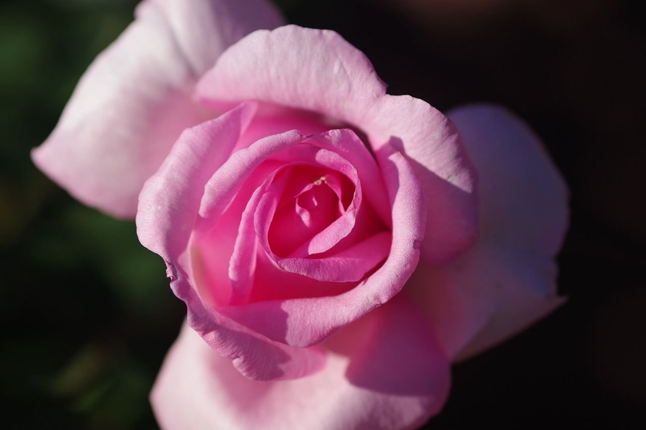群馬県前橋市の敷島公園のバラ園
