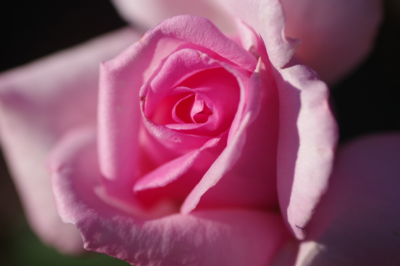 群馬県前橋市の敷島公園のバラ園