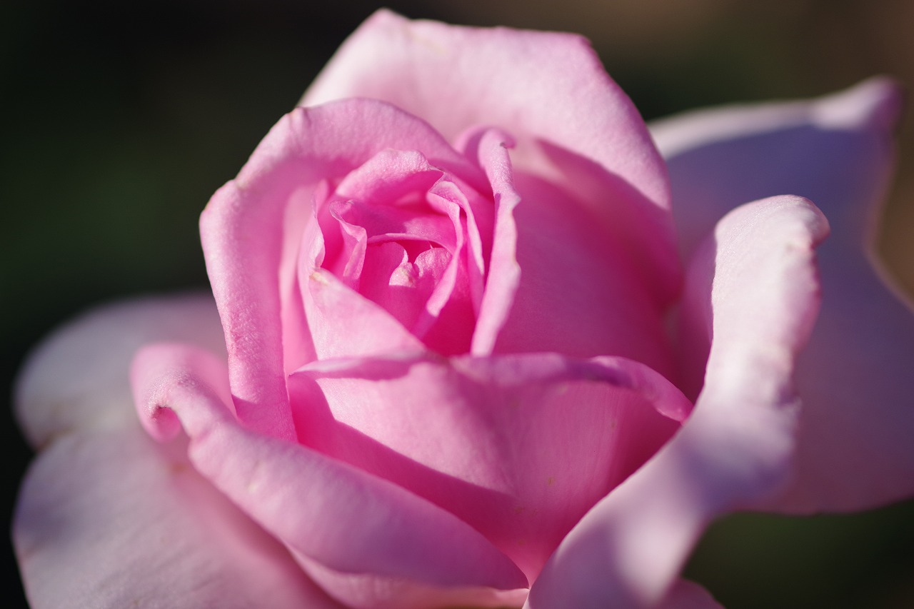 群馬県前橋市の敷島公園のバラ園