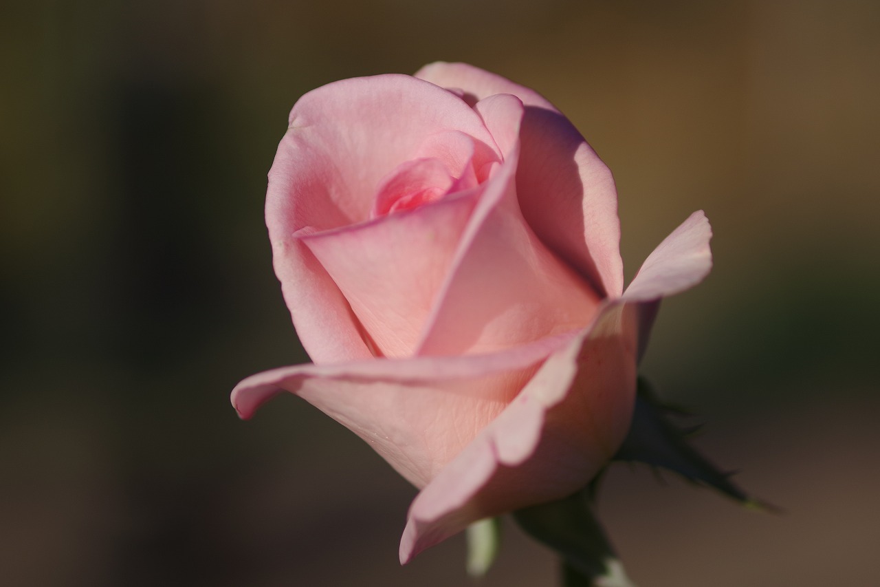 群馬県前橋市の敷島公園のバラ園