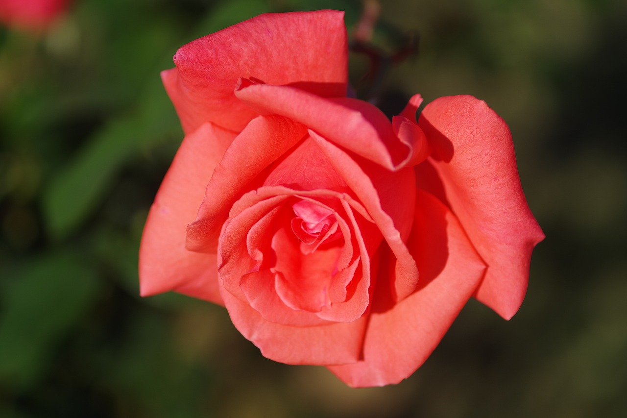 群馬県前橋市の敷島公園のバラ園