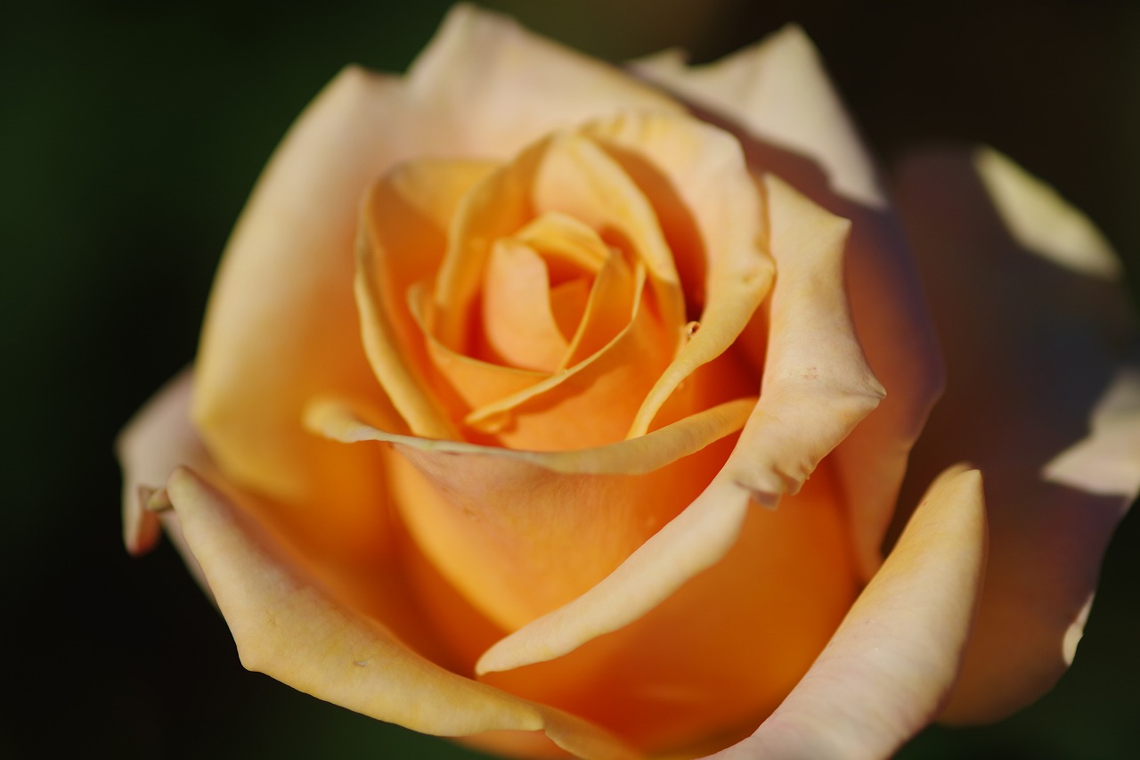 群馬県前橋市の敷島公園のバラ園