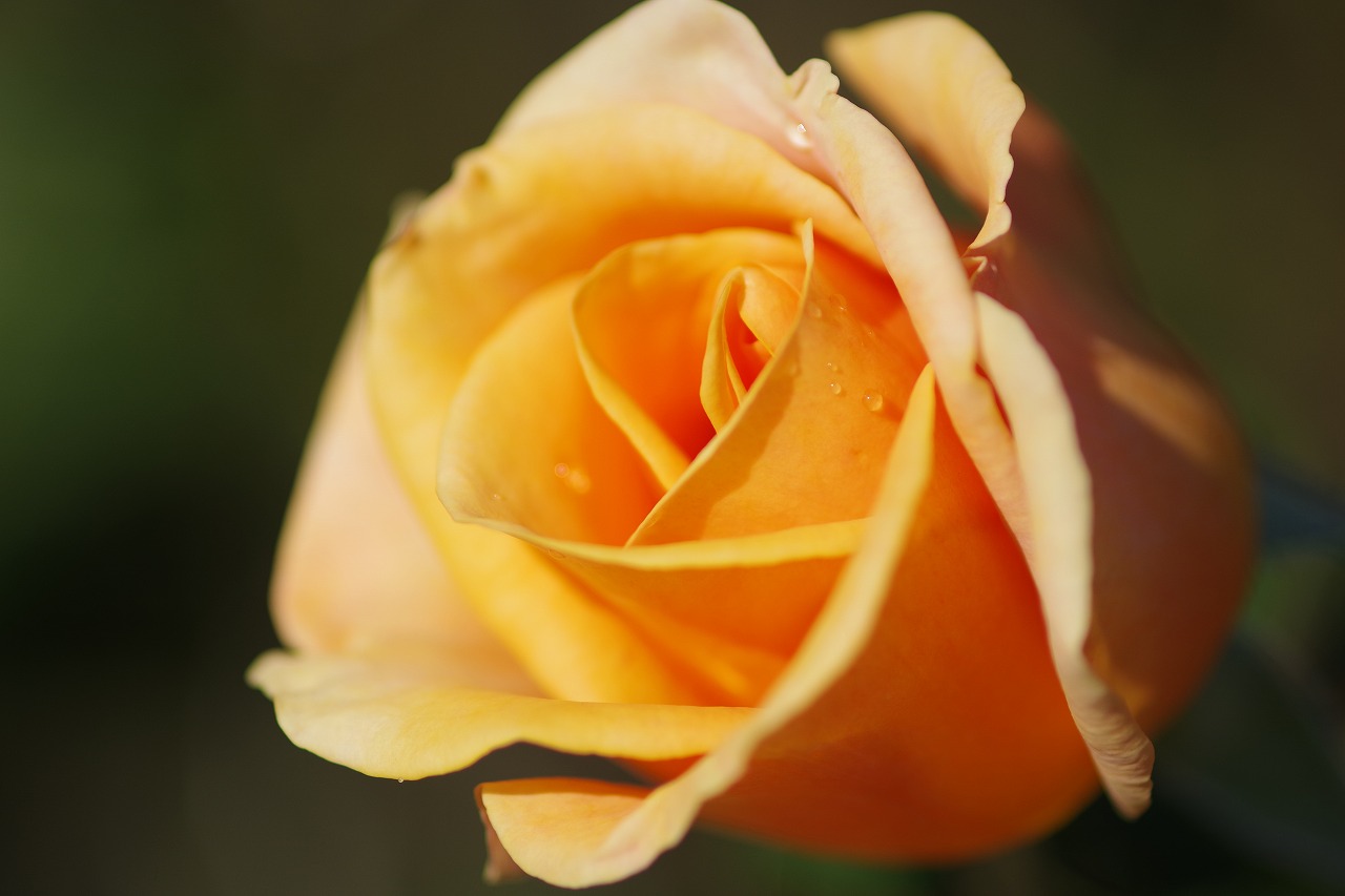 群馬県前橋市の敷島公園のバラ園