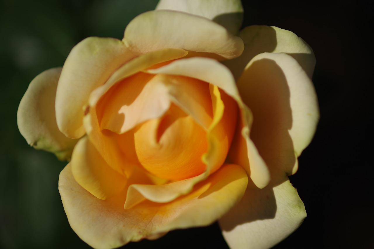 群馬県前橋市の敷島公園のバラ園