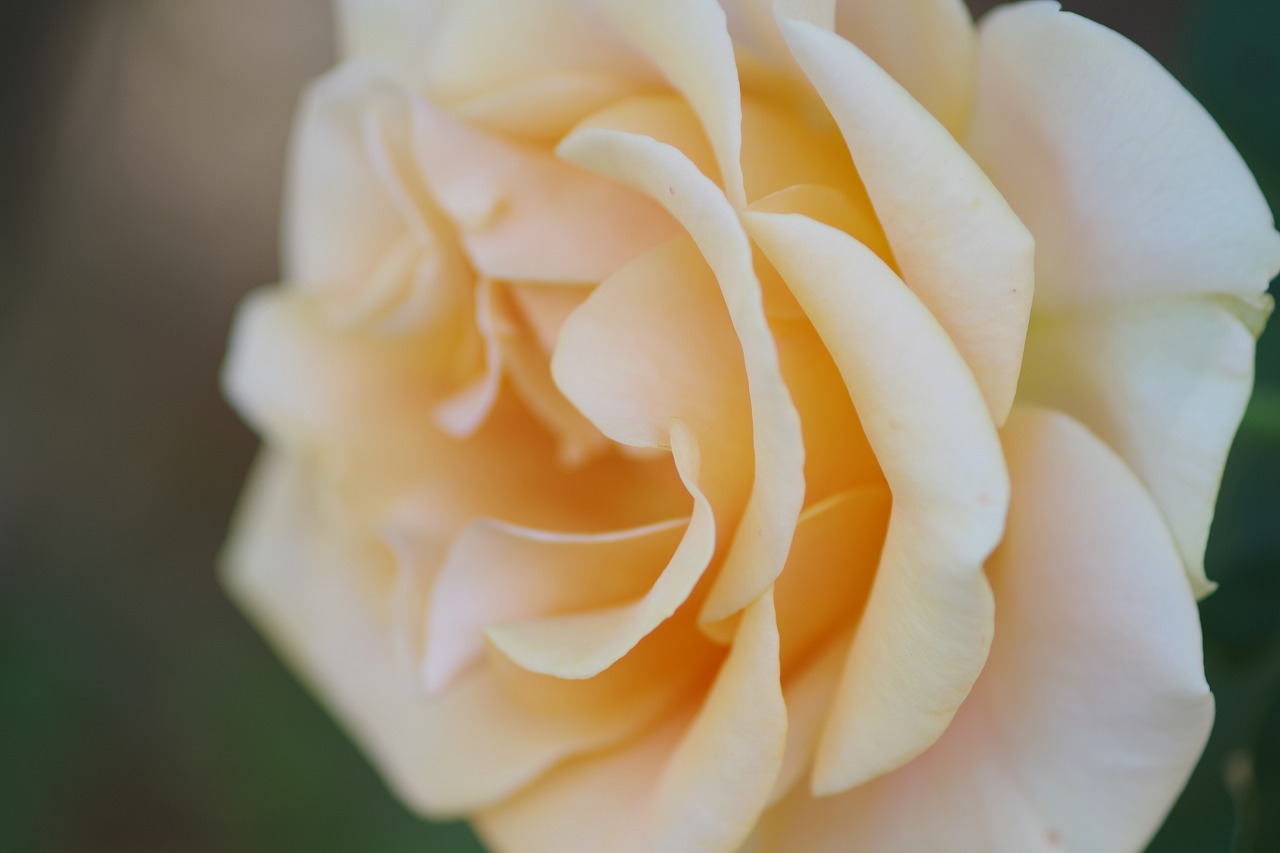 群馬県前橋市の敷島公園のバラ園