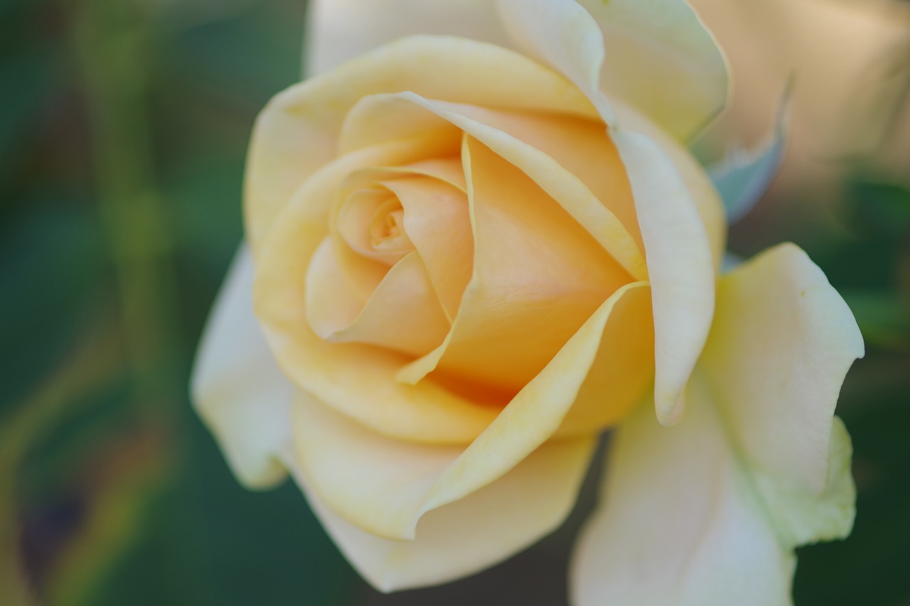 群馬県前橋市の敷島公園のバラ園