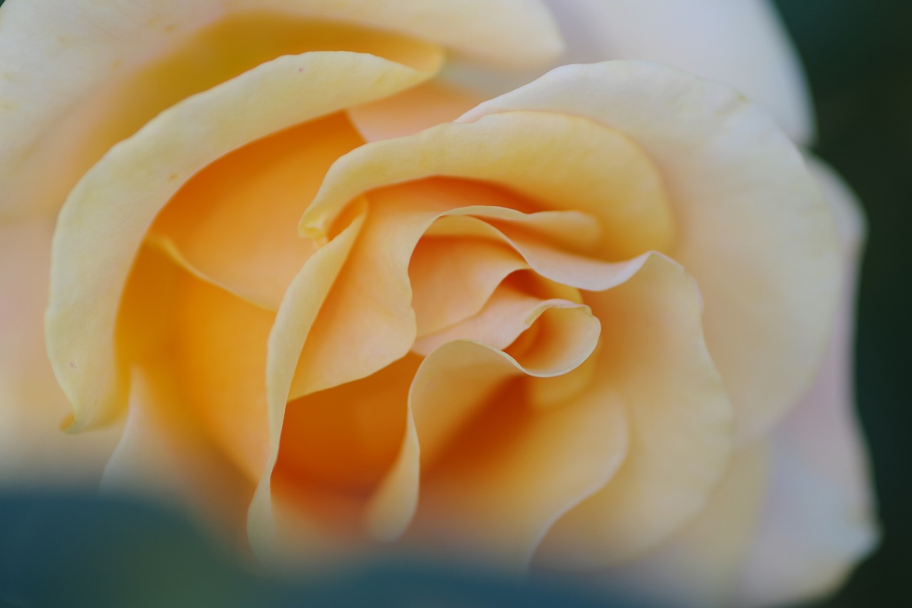 群馬県前橋市の敷島公園のバラ園