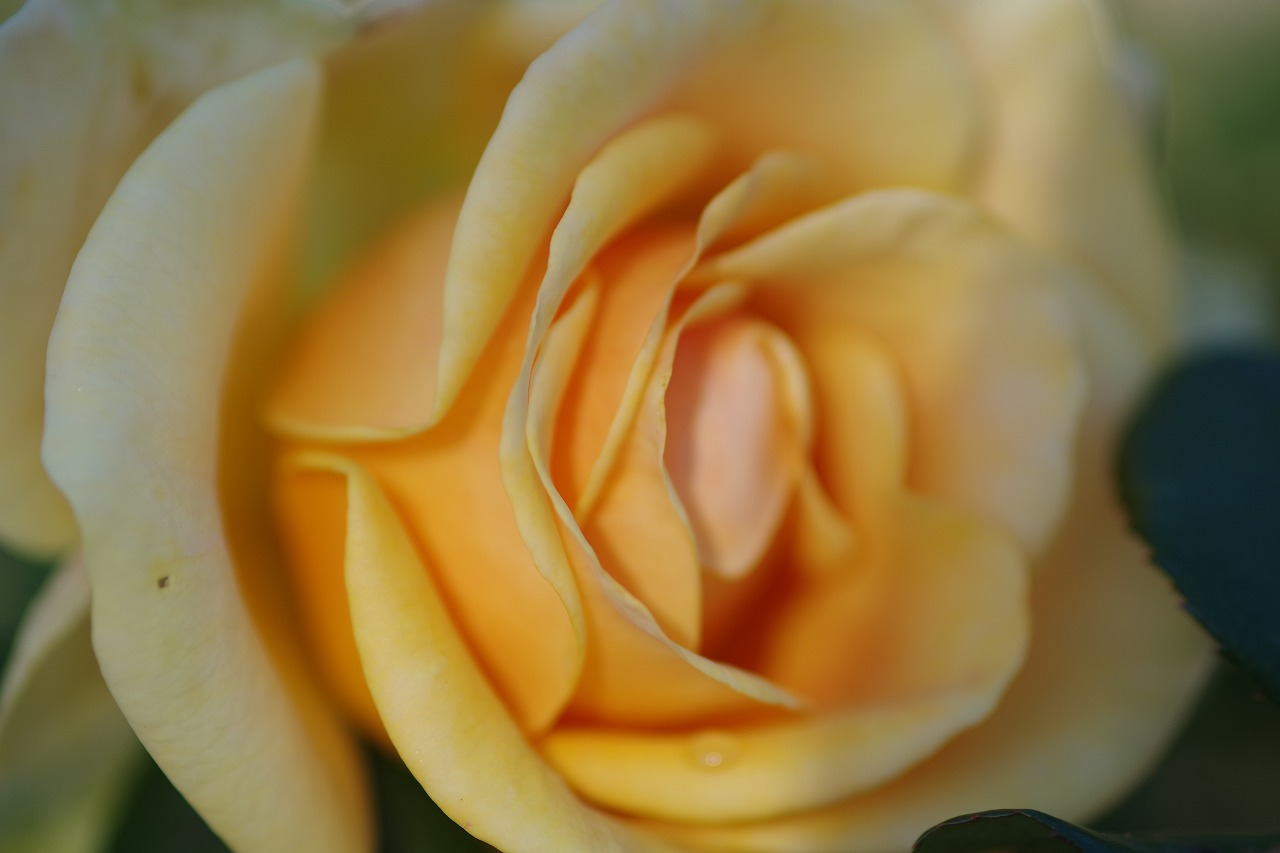 群馬県前橋市の敷島公園のバラ園