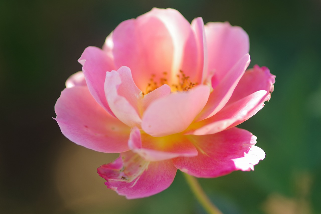 群馬県前橋市の敷島公園のバラ園