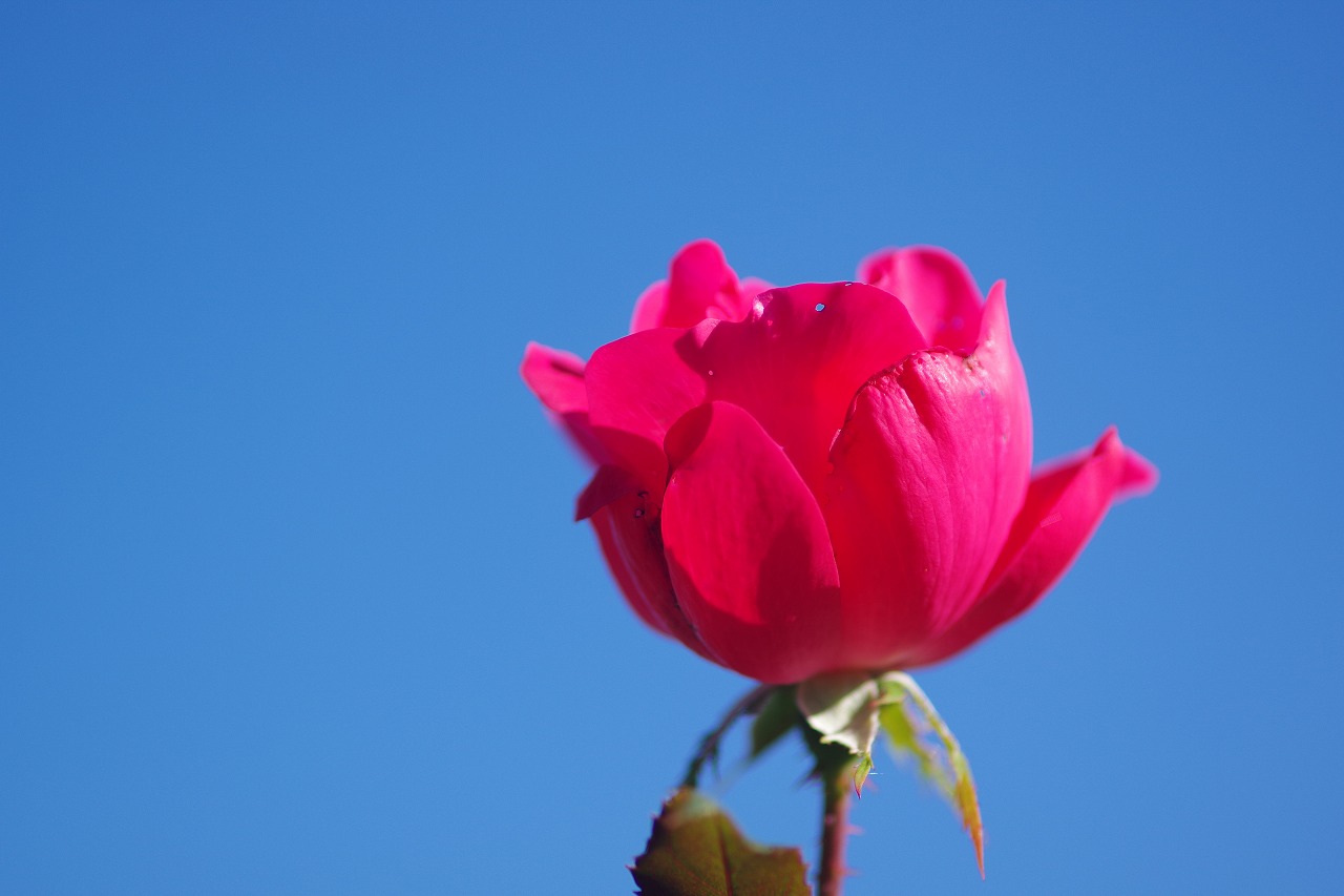 群馬県前橋市の敷島公園のバラ園