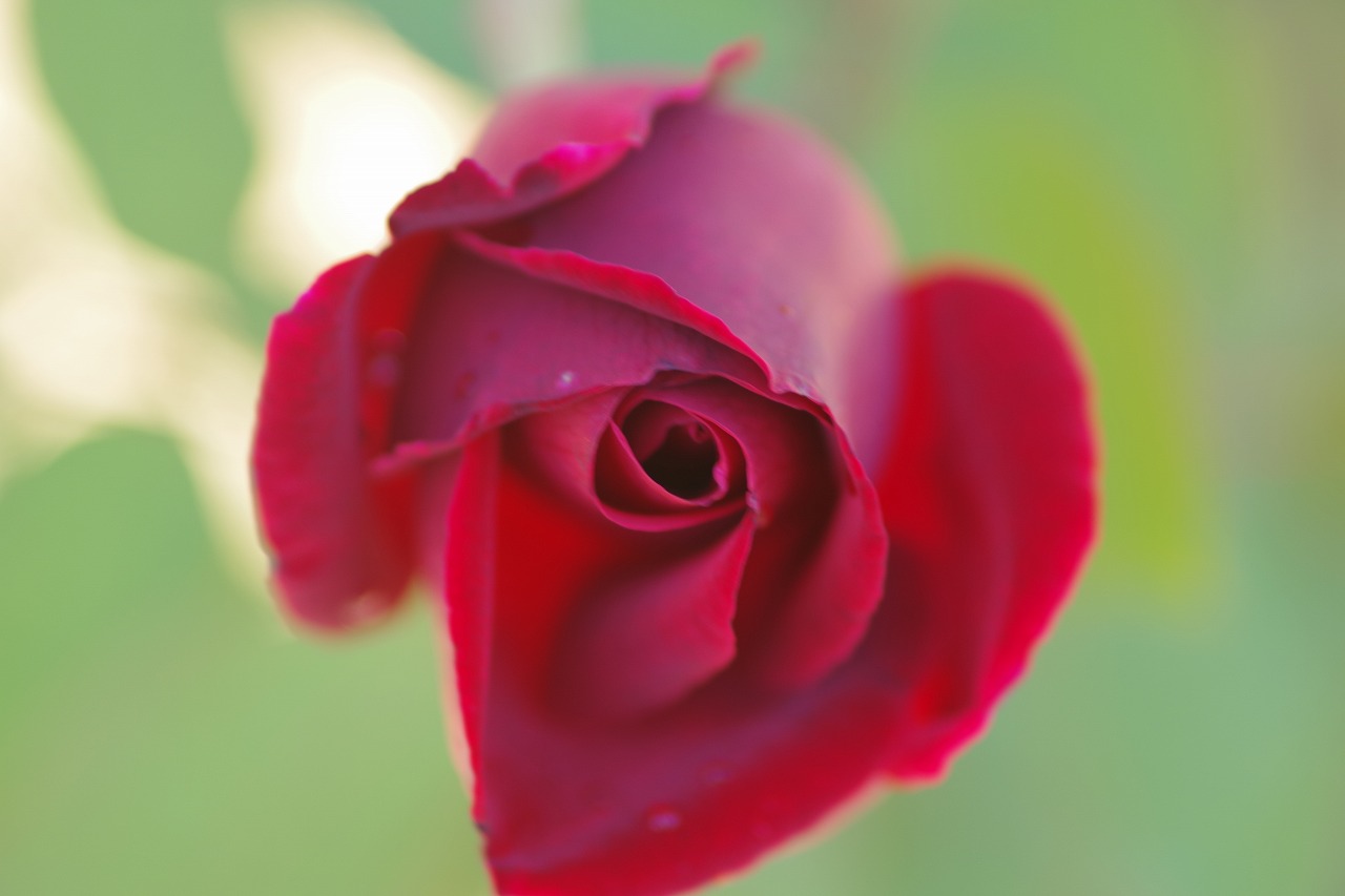 群馬県前橋市の敷島公園のバラ園