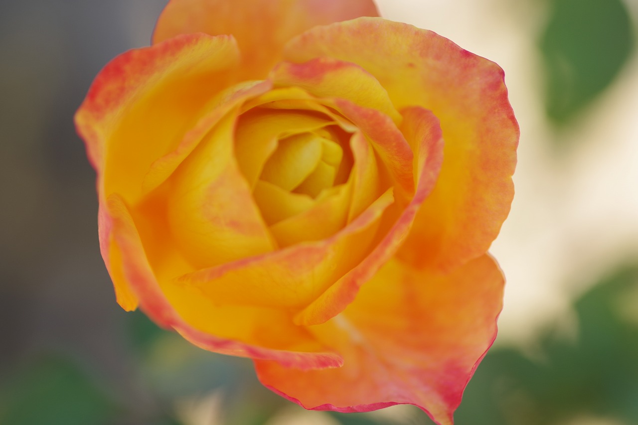 群馬県前橋市の敷島公園のバラ園