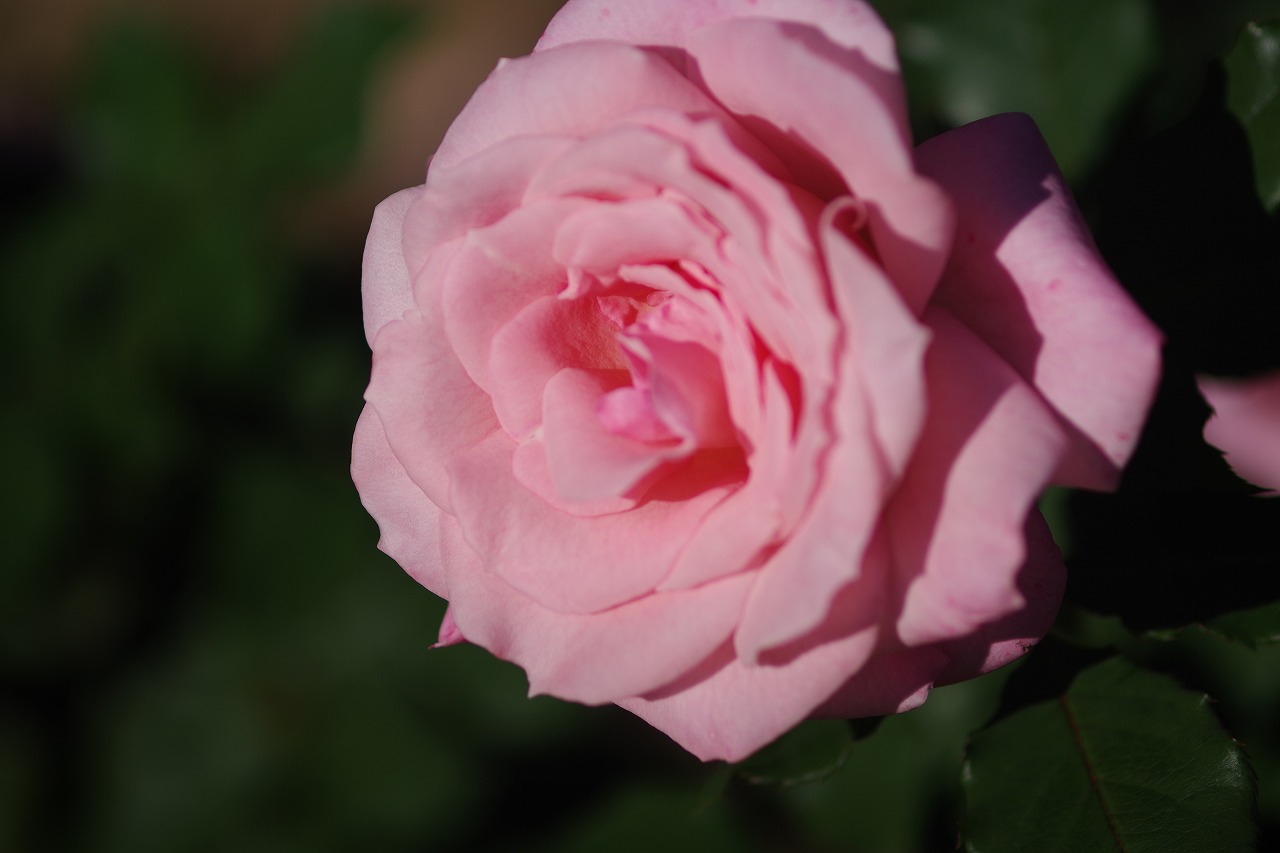 群馬県前橋市の敷島公園のバラ園