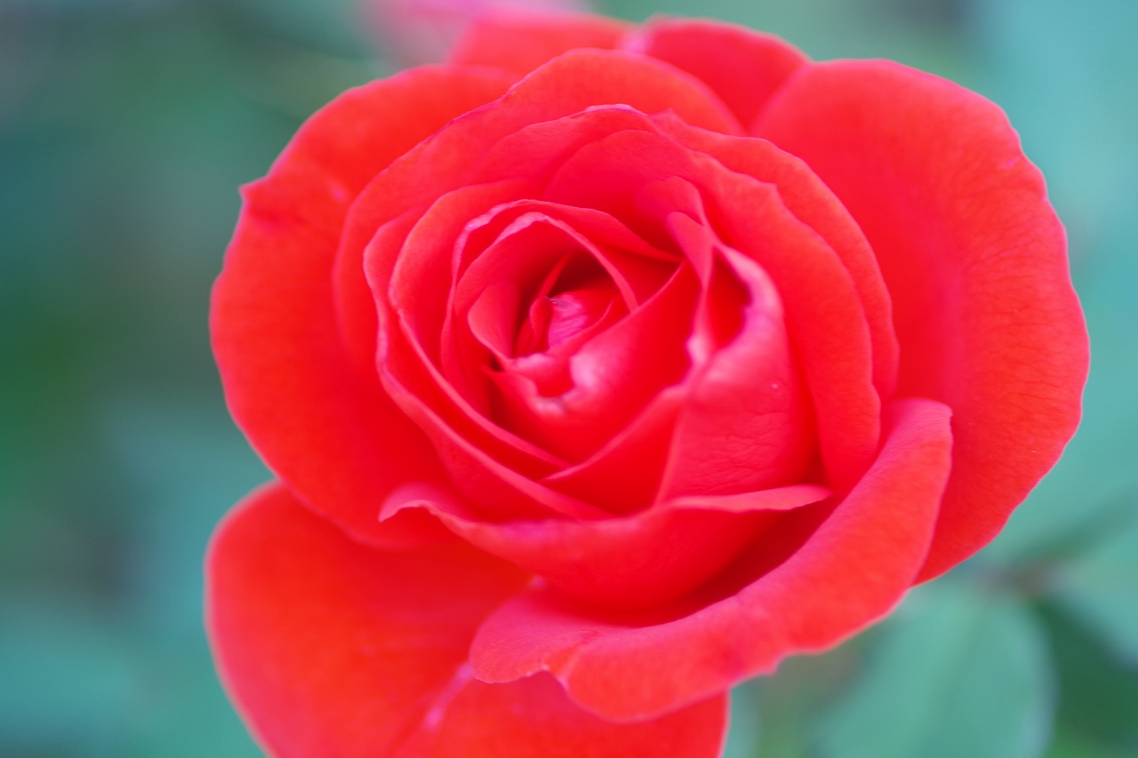 群馬県前橋市の敷島公園のバラ園