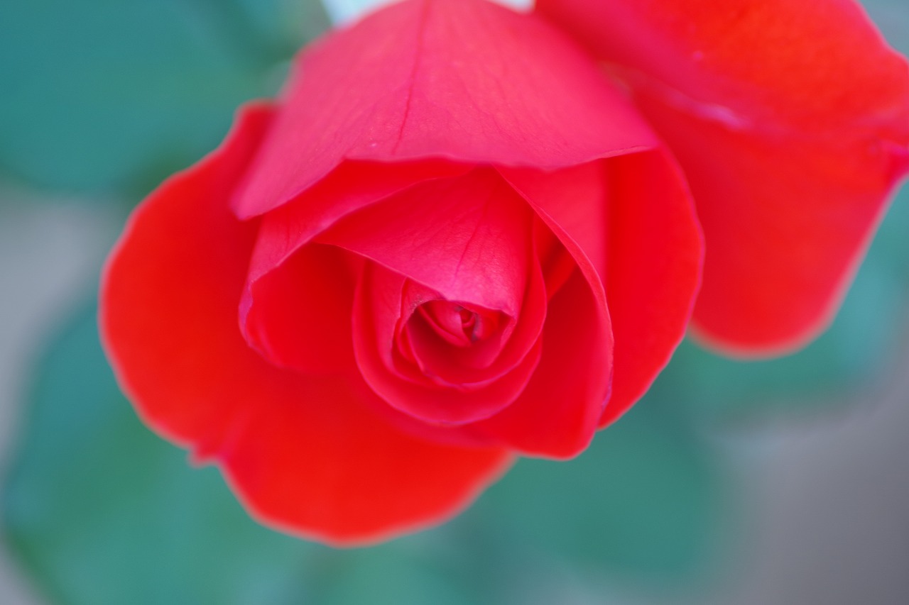 群馬県前橋市の敷島公園のバラ園
