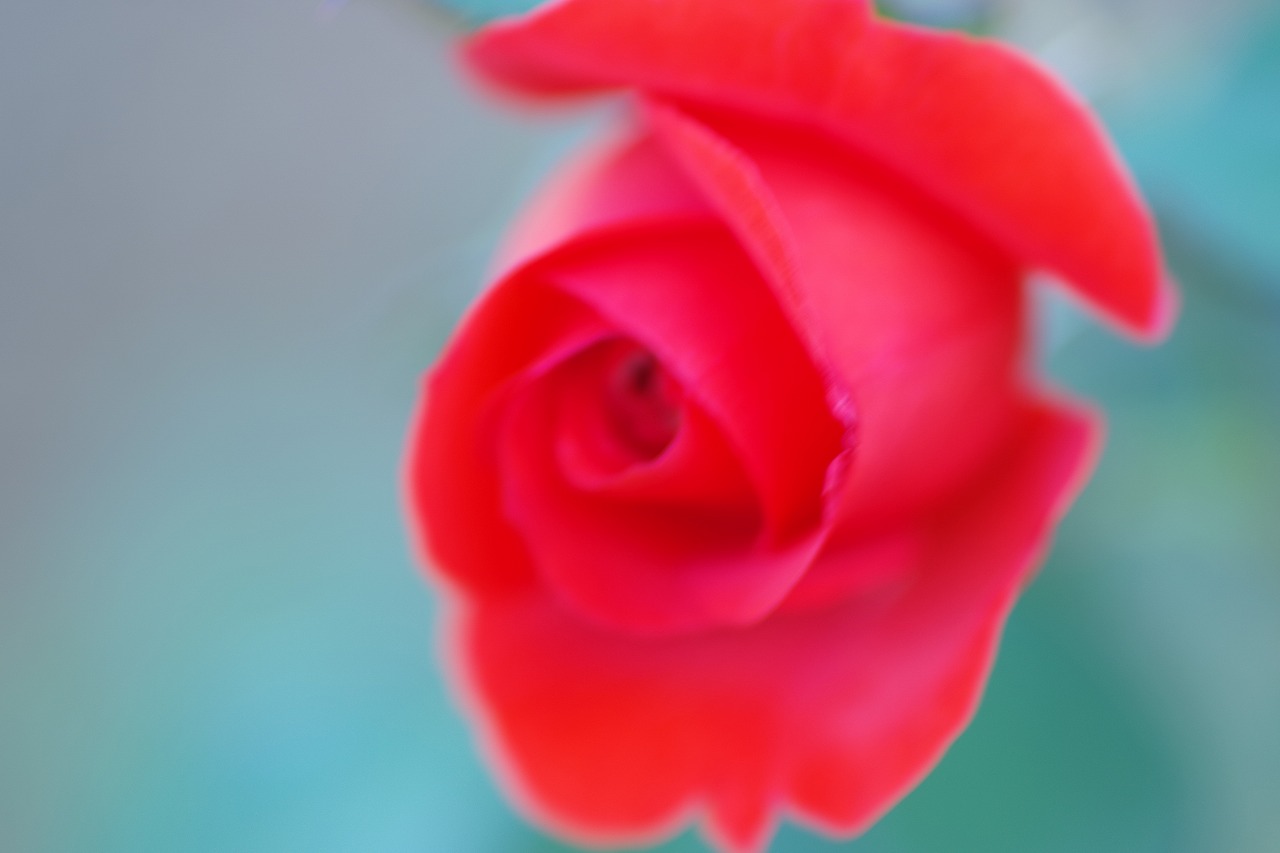 群馬県前橋市の敷島公園のバラ園