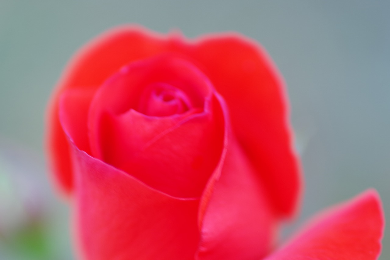 群馬県前橋市の敷島公園のバラ園