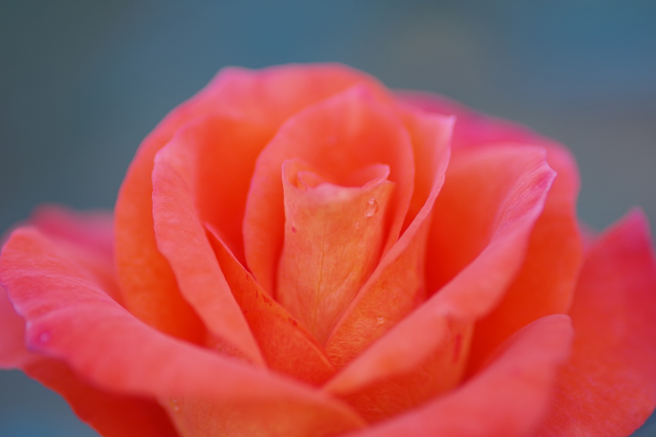 群馬県前橋市の敷島公園のバラ園