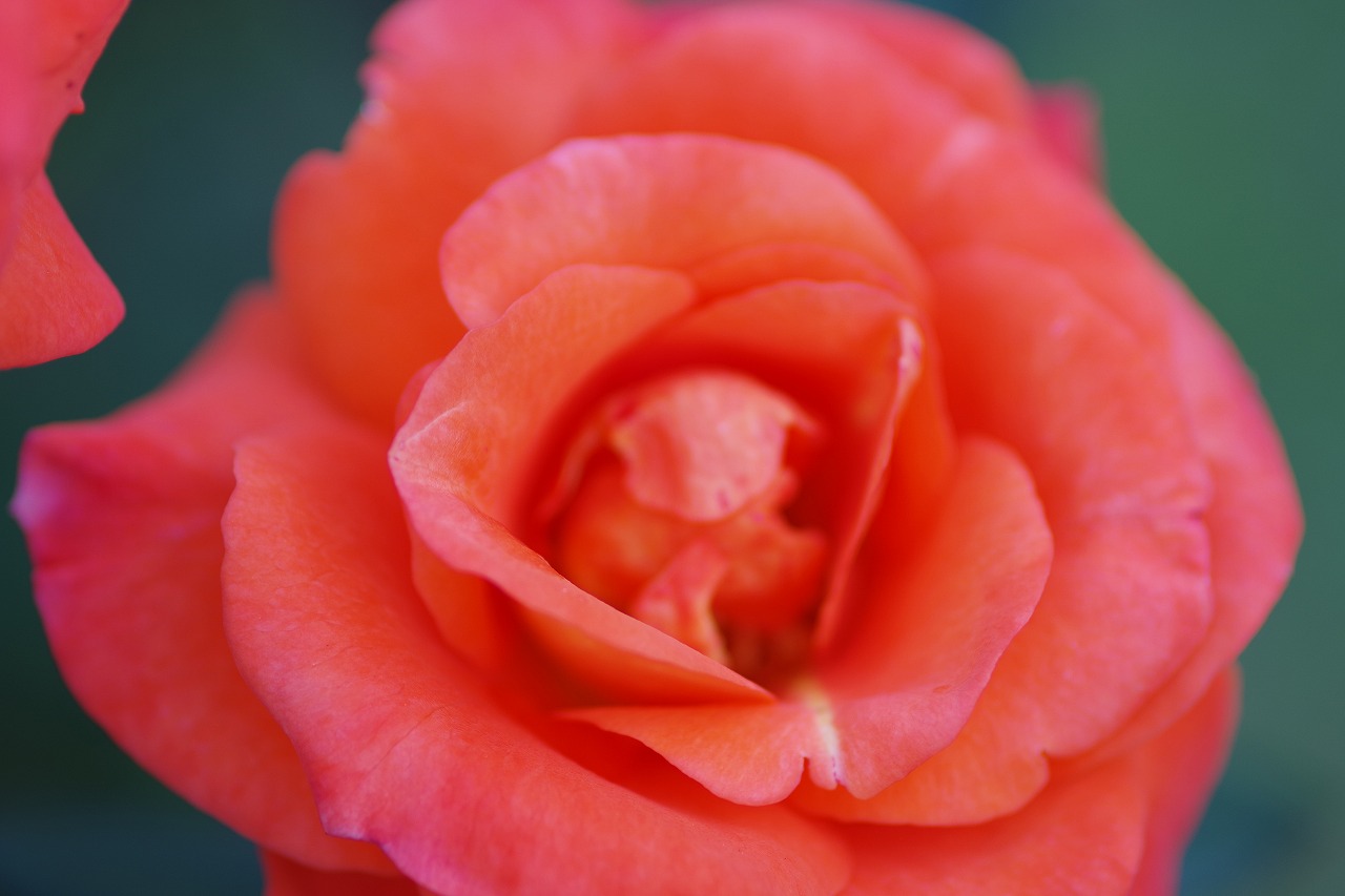 群馬県前橋市の敷島公園のバラ園