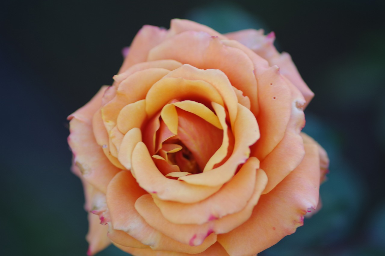 群馬県前橋市の敷島公園のバラ園