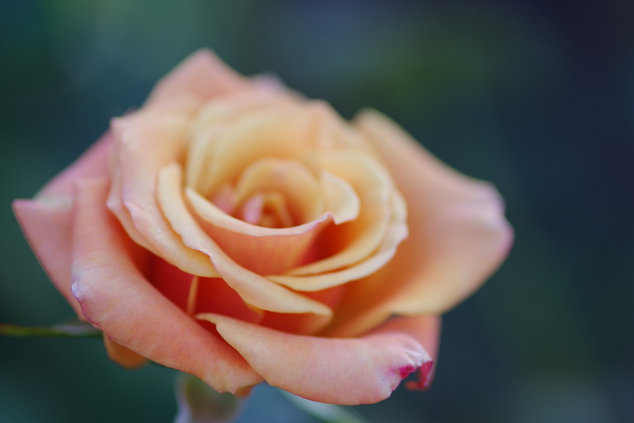 群馬県前橋市の敷島公園のバラ園