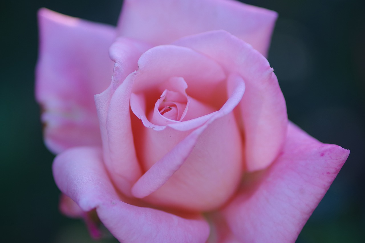 群馬県前橋市の敷島公園のバラ園