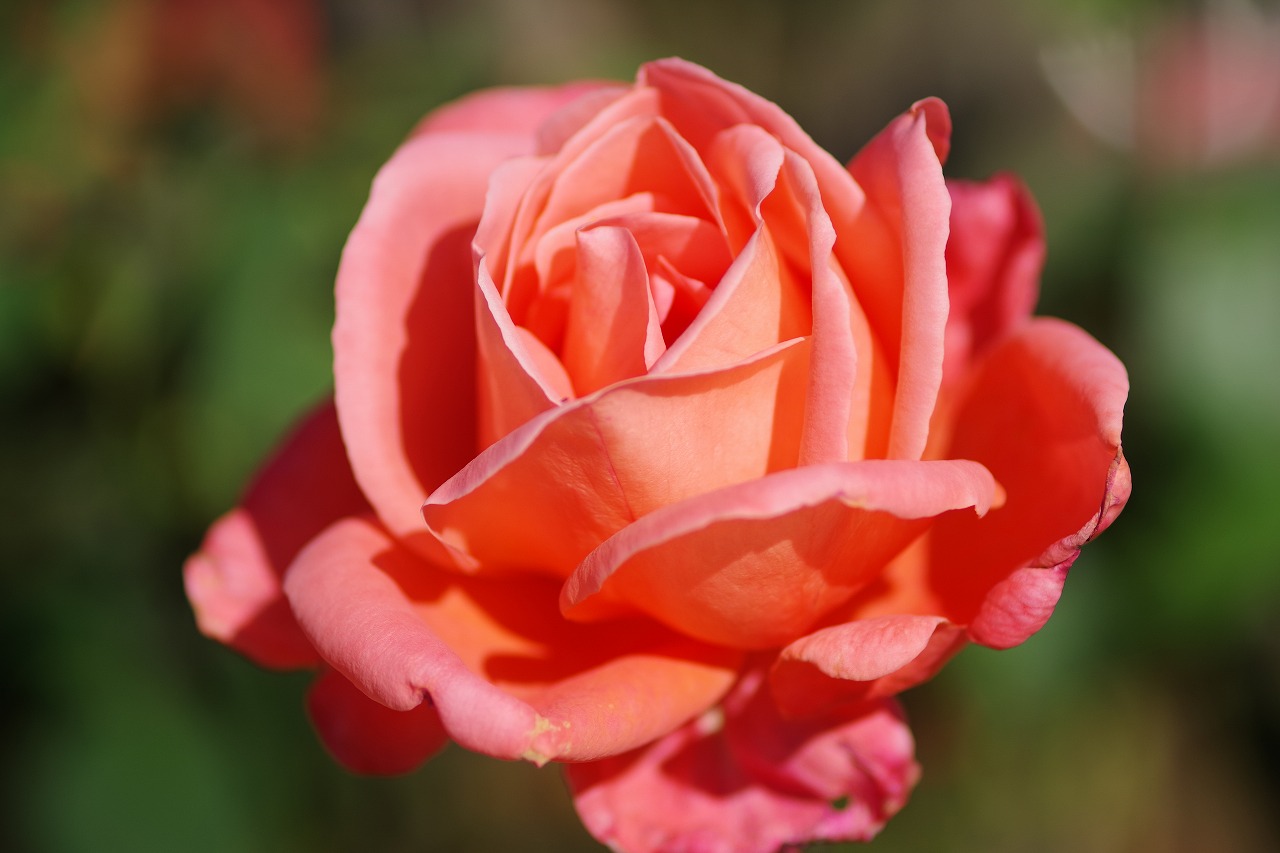 群馬県前橋市の敷島公園のバラ園