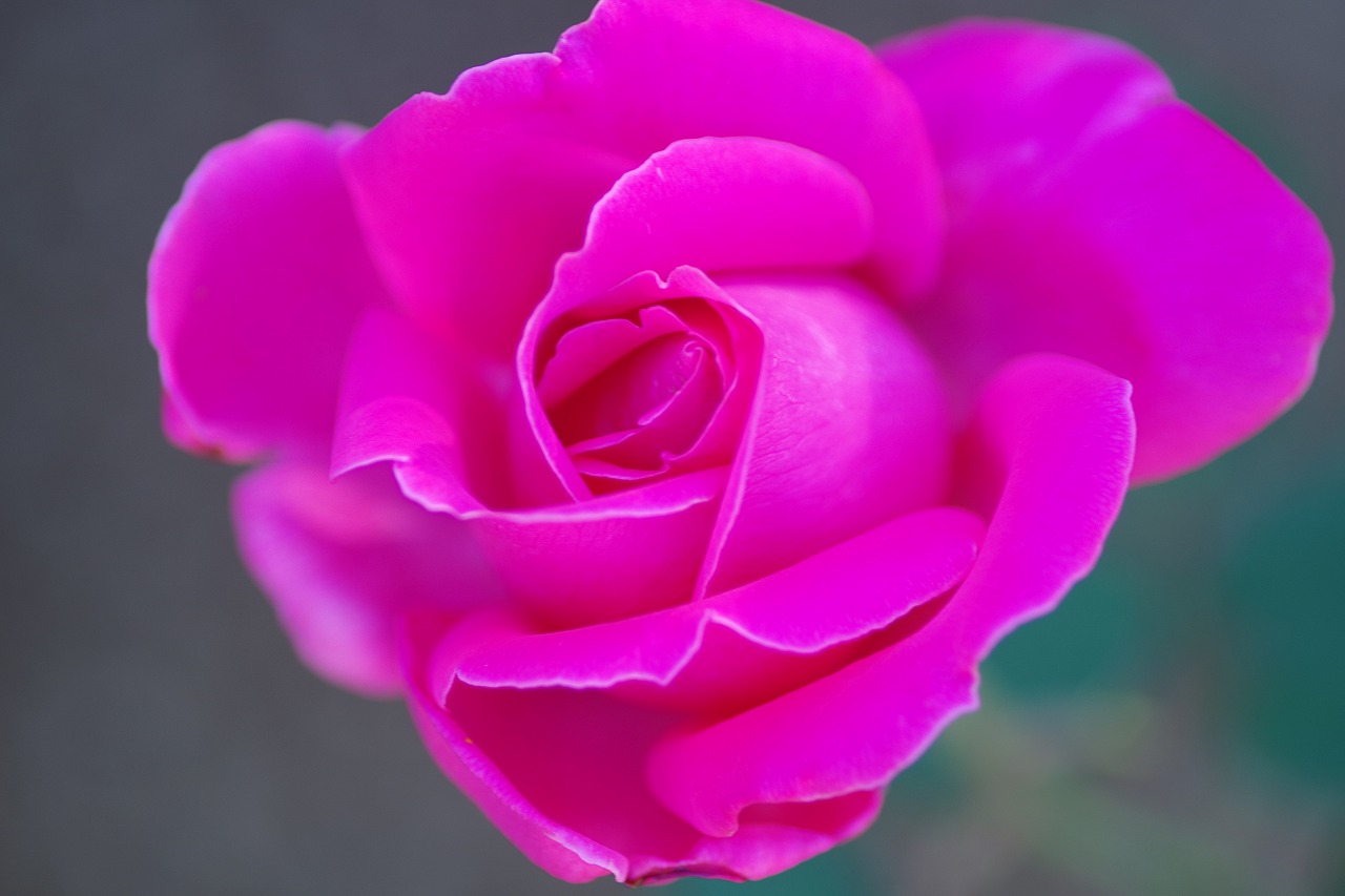 群馬県前橋市の敷島公園のバラ園