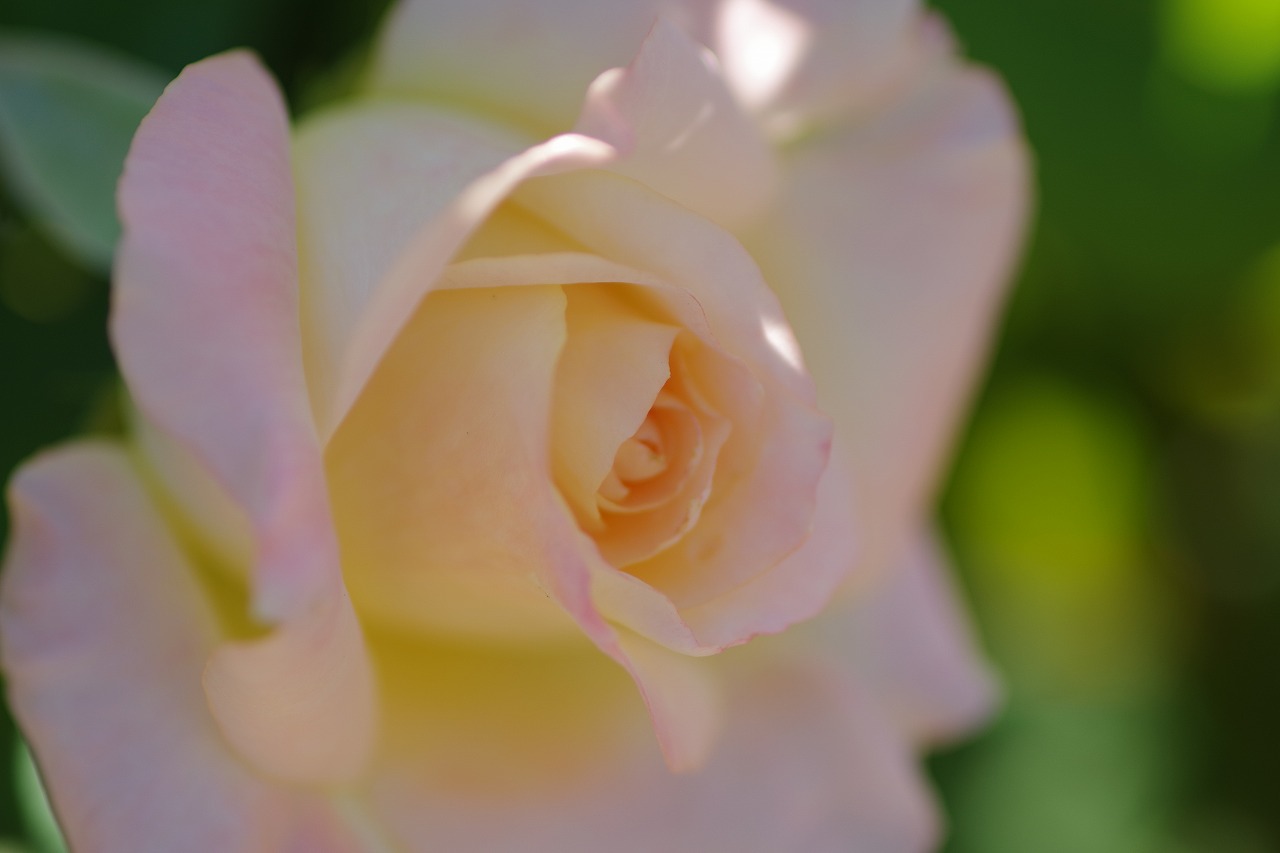 群馬県前橋市の敷島公園のバラ園