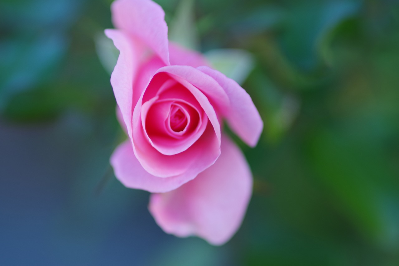 群馬県前橋市の敷島公園のバラ園