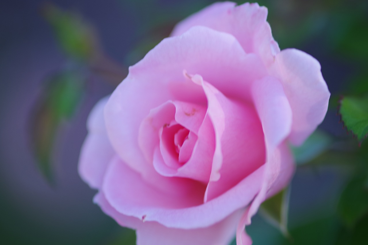 群馬県前橋市の敷島公園のバラ園