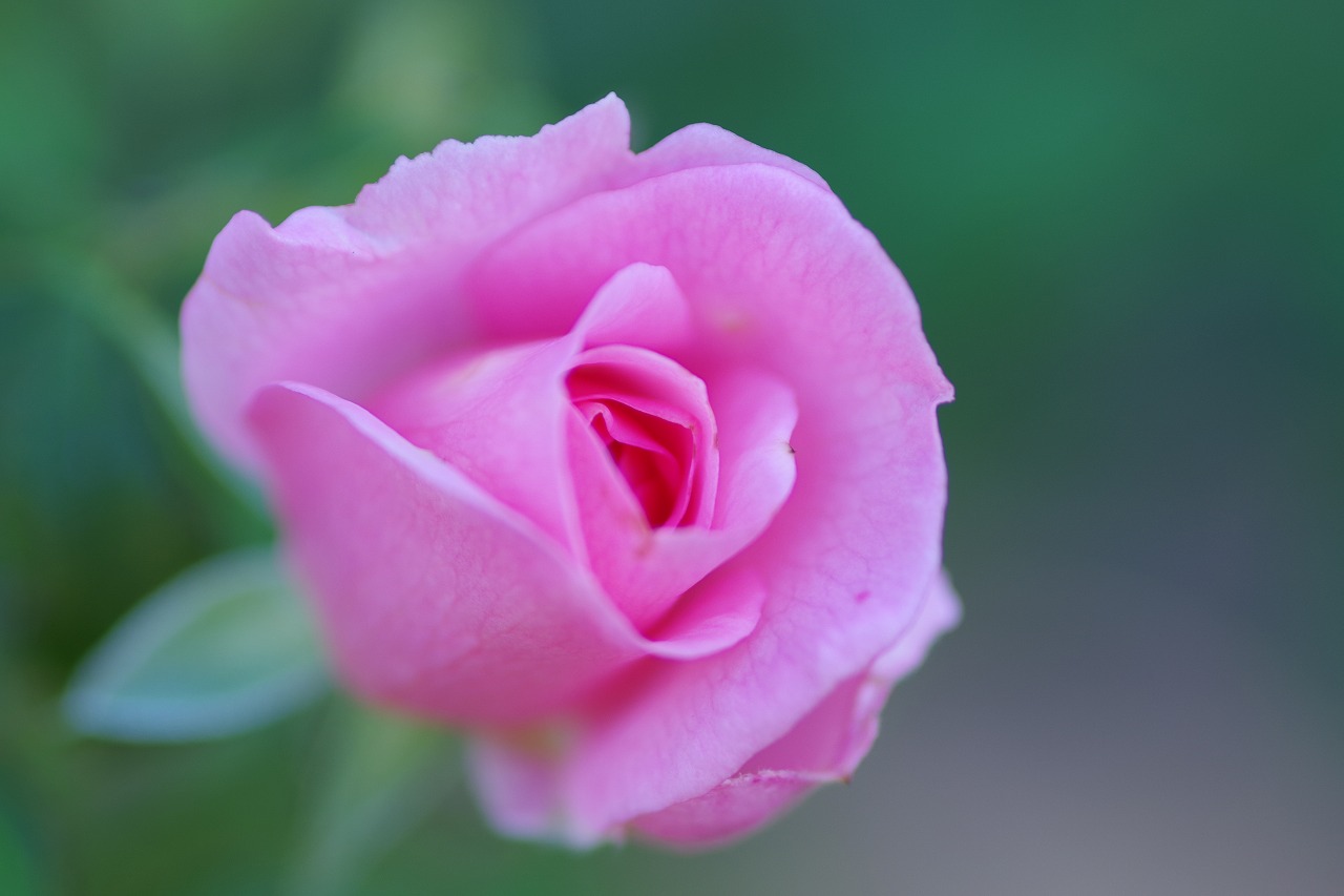 群馬県前橋市の敷島公園のバラ園