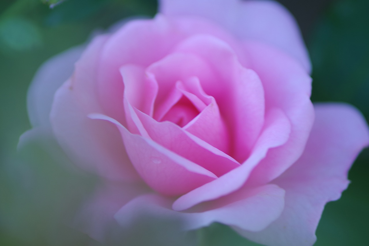 群馬県前橋市の敷島公園のバラ園