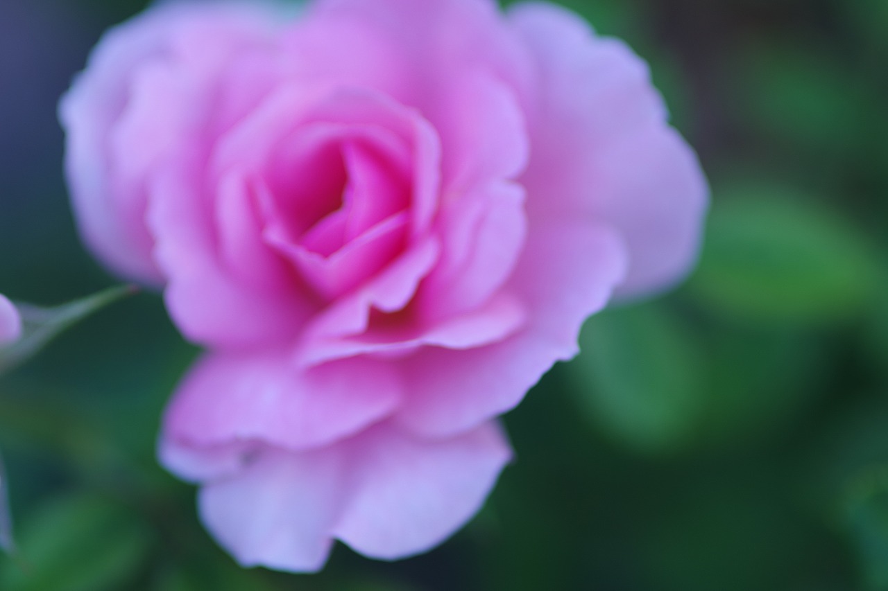 群馬県前橋市の敷島公園のバラ園