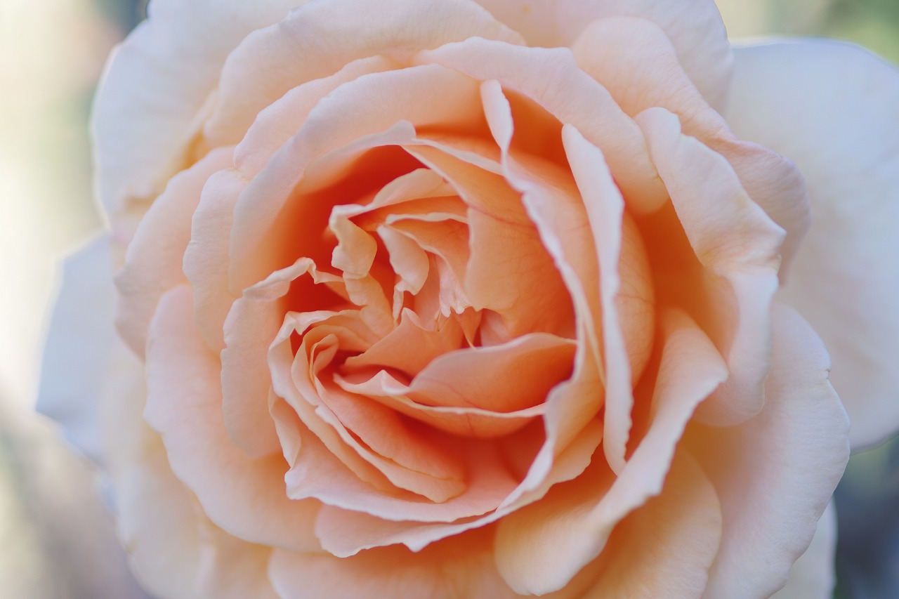 群馬県前橋市の敷島公園のバラ園